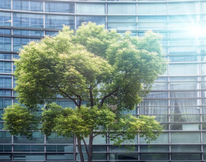 Tree in front of building