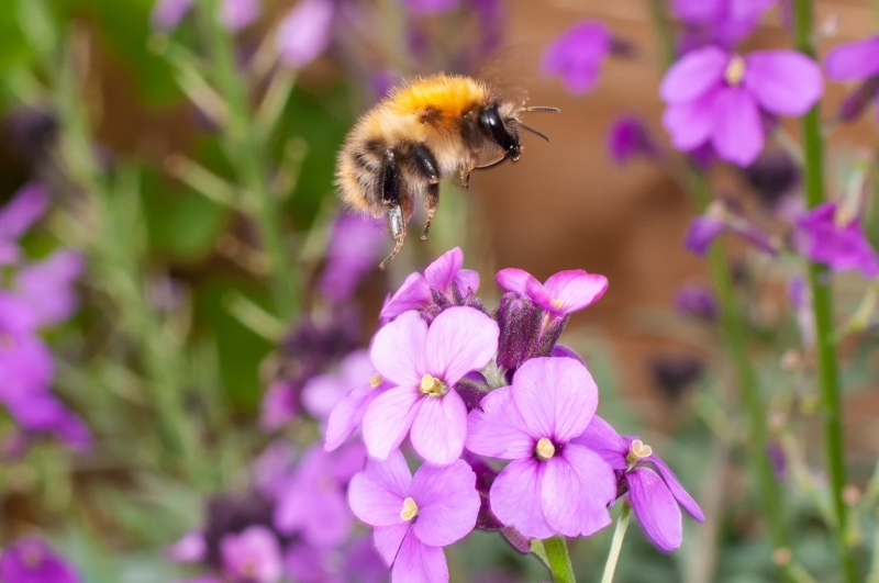 Hive of Activity To Raise Awareness of Bees’ Needs Hive of Activity To Raise Awareness of Bees’ Needs