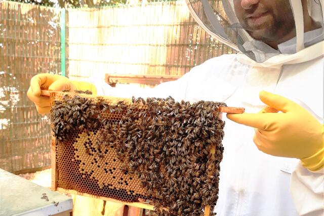 Beehives and Biodiversity Improvements Add Value at Roaring Meg