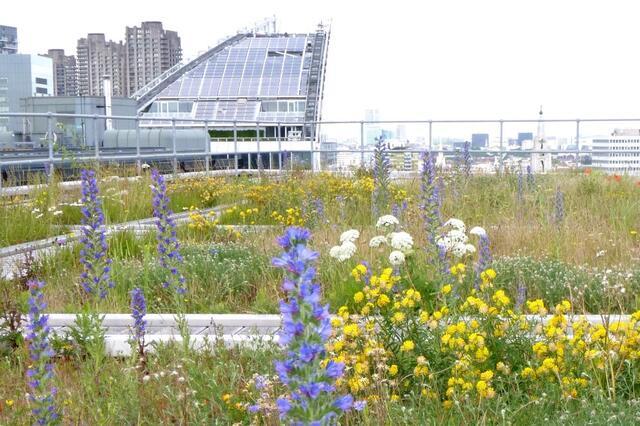 Green Roofs in Central London