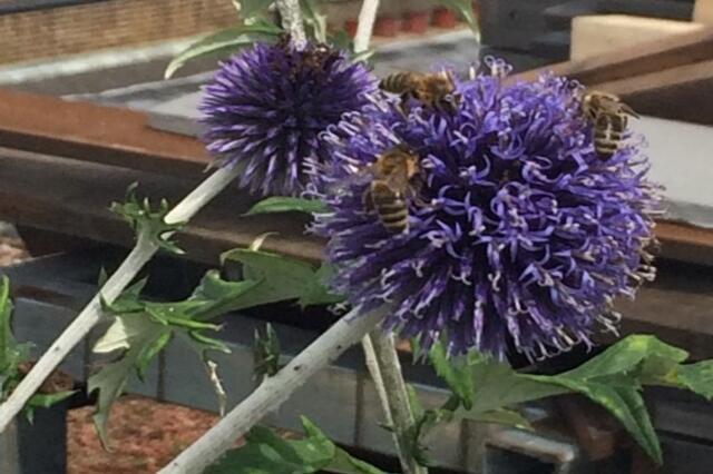 Shaftesbury Attracts Pollinators to Carnaby  Shaftesbury Attracts Pollinators to Carnaby