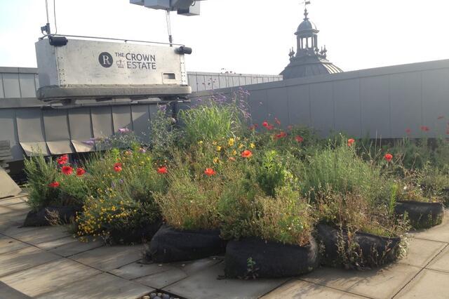 Ecological Master Plan in London